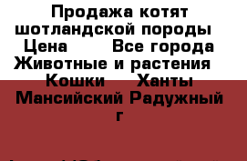 Продажа котят шотландской породы › Цена ­ - - Все города Животные и растения » Кошки   . Ханты-Мансийский,Радужный г.